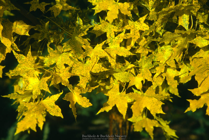 Acer truncatum Heat Tolerant Shantung Maple
