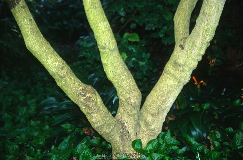 Acer truncatum Heat Tolerant Shantung Maple
