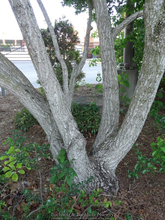 Acer truncatum Heat Tolerant Shantung Maple