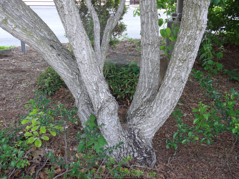 Acer truncatum Heat Tolerant Shantung Maple