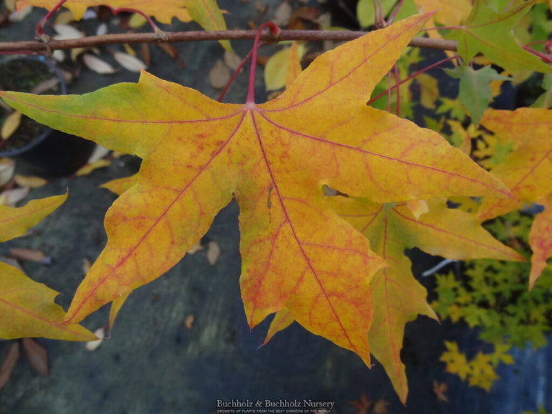 Acer truncatum Heat Tolerant Shantung Maple