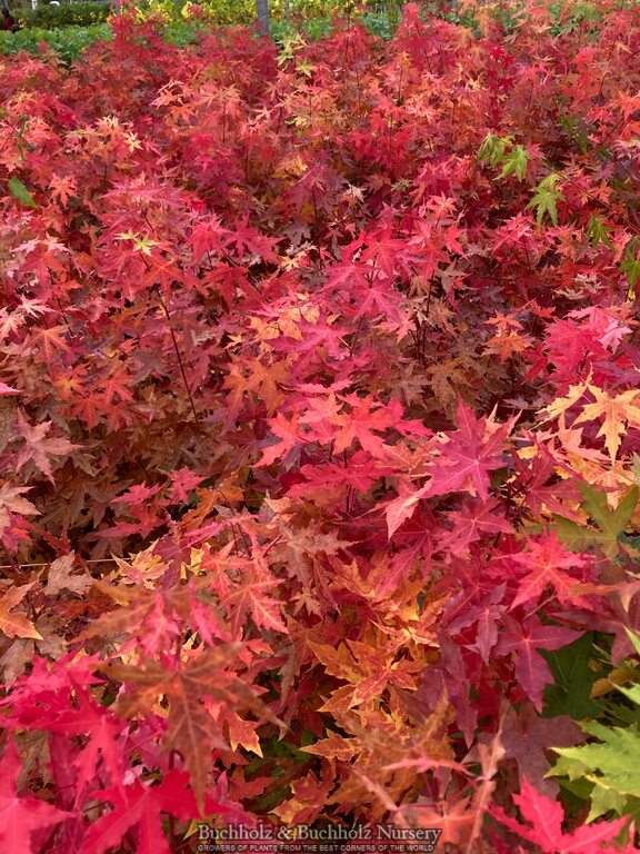 Acer truncatum Heat Tolerant Shantung Maple