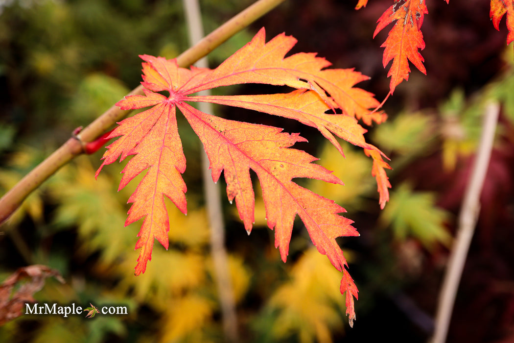 FOR PICKUP ONLY | Acer japonicum 'Mai kujaku' Dancing Peacock Japanese Maple | DOES NOT SHIP