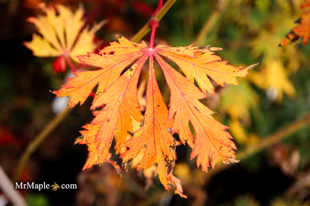 FOR PICKUP ONLY | Acer japonicum 'Mai kujaku' Dancing Peacock Japanese Maple | DOES NOT SHIP