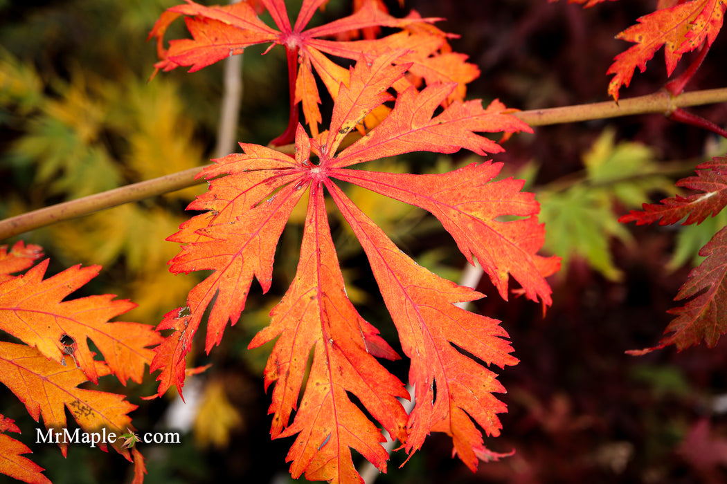 FOR PICKUP ONLY | Acer japonicum 'Mai kujaku' Dancing Peacock Japanese Maple | DOES NOT SHIP