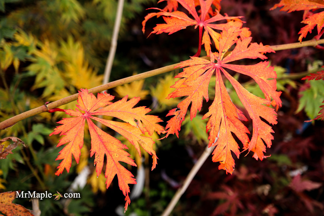 FOR PICKUP ONLY | Acer japonicum 'Mai kujaku' Dancing Peacock Japanese Maple | DOES NOT SHIP