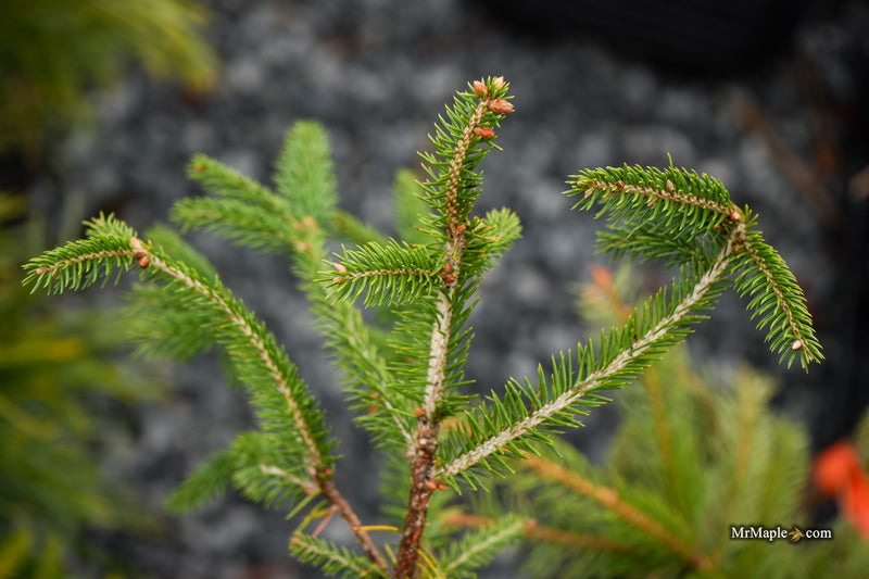 Picea abies 'Acro-Yellow' Upright Norway Spruce