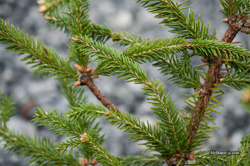 Picea abies 'Acro-Yellow' Upright Norway Spruce