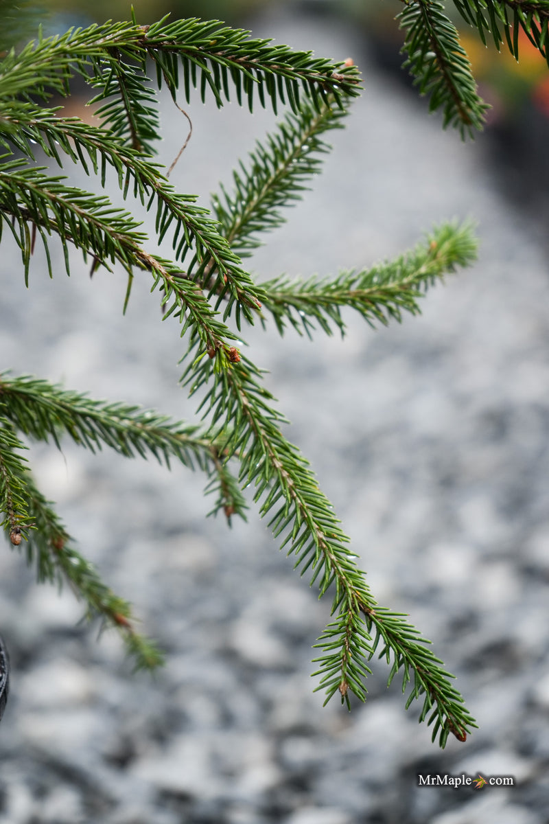 Picea abies 'Acro-Yellow' Upright Norway Spruce