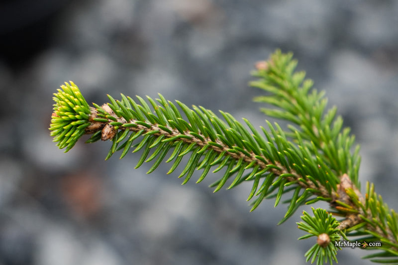 Picea abies 'Acro-Yellow' Upright Norway Spruce