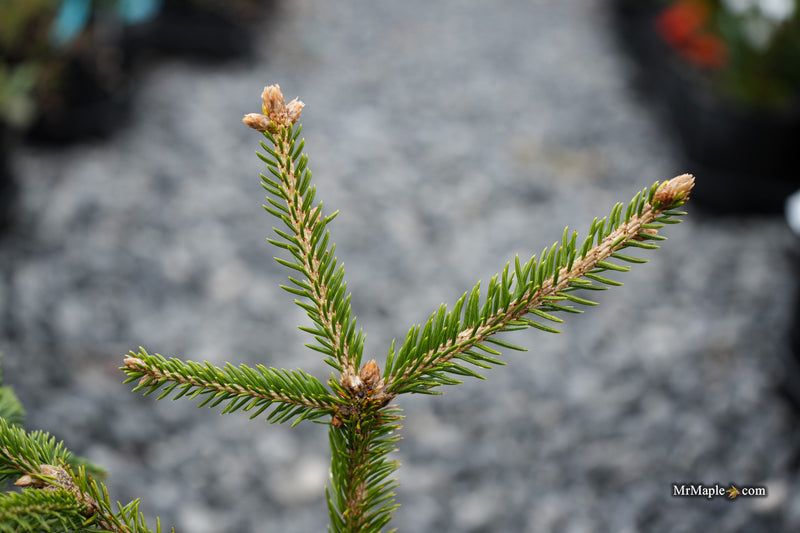 Picea abies 'Acro-Yellow' Upright Norway Spruce