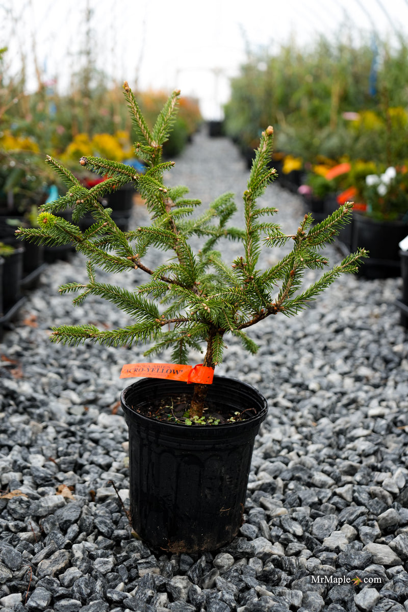 Picea abies 'Acro-Yellow' Upright Norway Spruce