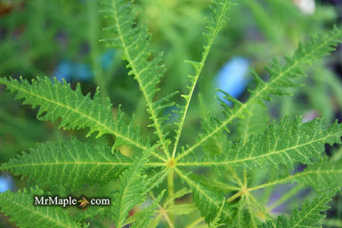 - Aesculus hippocastanum ‘Lacinata’ Laceleaf European Horse Chestnut - Mr Maple │ Buy Japanese Maple Trees