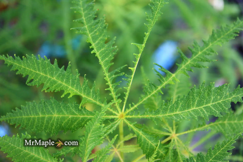 - Aesculus hippocastanum ‘Lacinata’ Laceleaf European Horse Chestnut - Mr Maple │ Buy Japanese Maple Trees