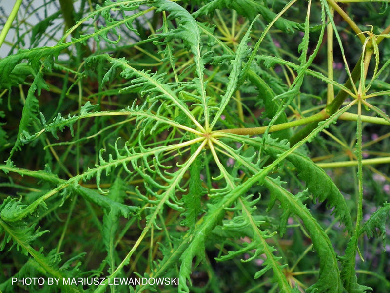 - Aesculus hippocastanum ‘Lacinata’ Laceleaf European Horse Chestnut - Mr Maple │ Buy Japanese Maple Trees