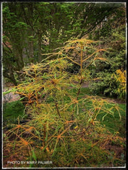 - Aesculus hippocastanum ‘Lacinata’ Laceleaf European Horse Chestnut - Mr Maple │ Buy Japanese Maple Trees