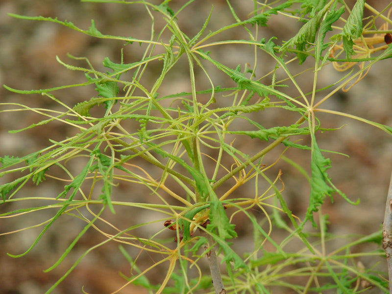- Aesculus hippocastanum ‘Lacinata’ Laceleaf European Horse Chestnut - Mr Maple │ Buy Japanese Maple Trees