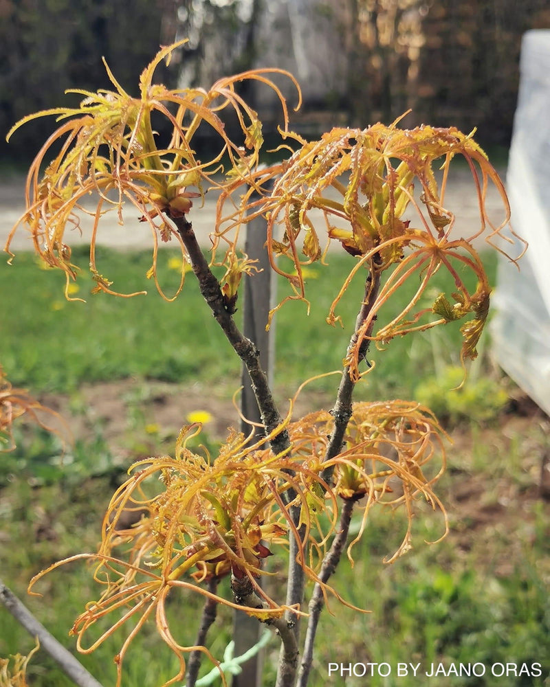 - Aesculus hippocastanum ‘Lacinata’ Laceleaf European Horse Chestnut - Mr Maple │ Buy Japanese Maple Trees