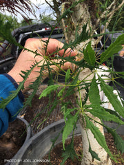 - Aesculus hippocastanum ‘Lacinata’ Laceleaf European Horse Chestnut - Mr Maple │ Buy Japanese Maple Trees