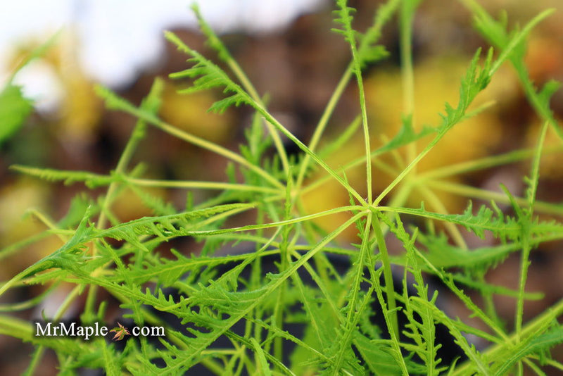 - Aesculus hippocastanum ‘Lacinata’ Laceleaf European Horse Chestnut - Mr Maple │ Buy Japanese Maple Trees