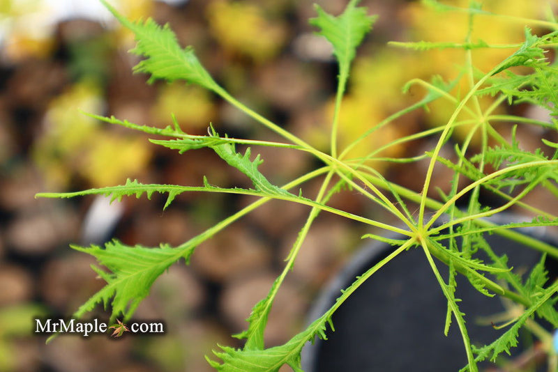 - Aesculus hippocastanum ‘Lacinata’ Laceleaf European Horse Chestnut - Mr Maple │ Buy Japanese Maple Trees