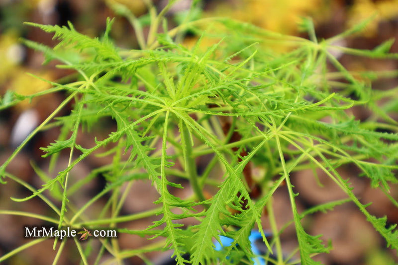 - Aesculus hippocastanum ‘Lacinata’ Laceleaf European Horse Chestnut - Mr Maple │ Buy Japanese Maple Trees