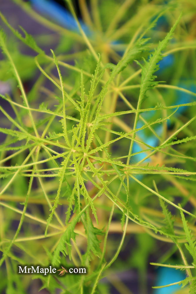 - Aesculus hippocastanum ‘Lacinata’ Laceleaf European Horse Chestnut - Mr Maple │ Buy Japanese Maple Trees