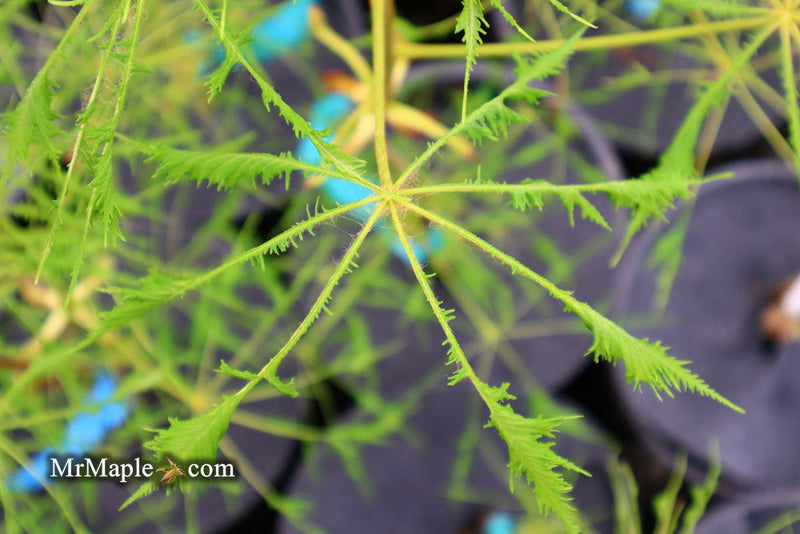 - Aesculus hippocastanum ‘Lacinata’ Laceleaf European Horse Chestnut - Mr Maple │ Buy Japanese Maple Trees