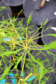 - Aesculus hippocastanum ‘Lacinata’ Laceleaf European Horse Chestnut - Mr Maple │ Buy Japanese Maple Trees