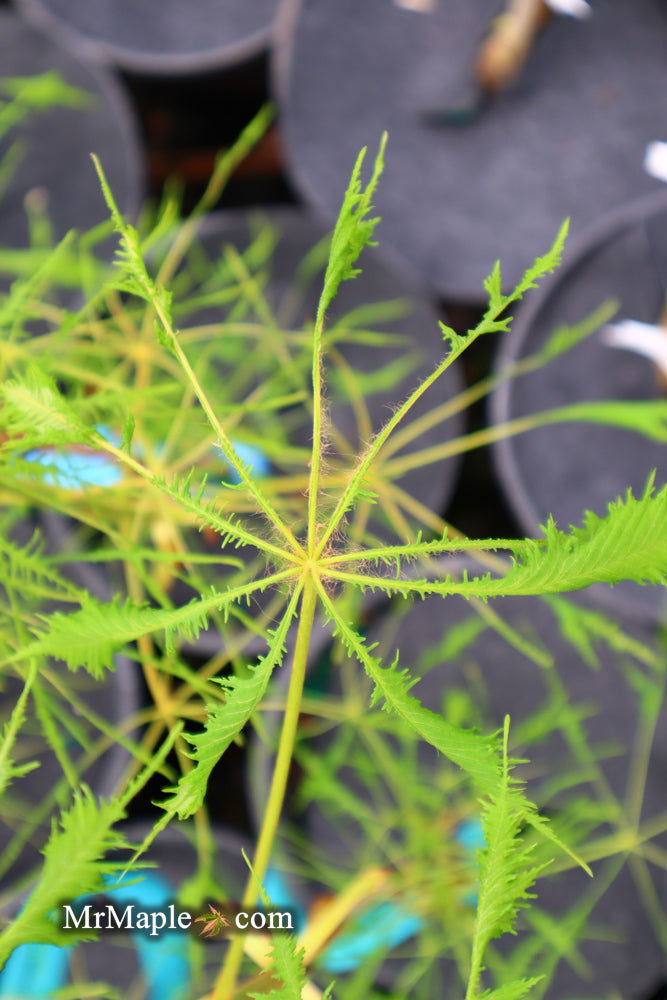 - Aesculus hippocastanum ‘Lacinata’ Laceleaf European Horse Chestnut - Mr Maple │ Buy Japanese Maple Trees