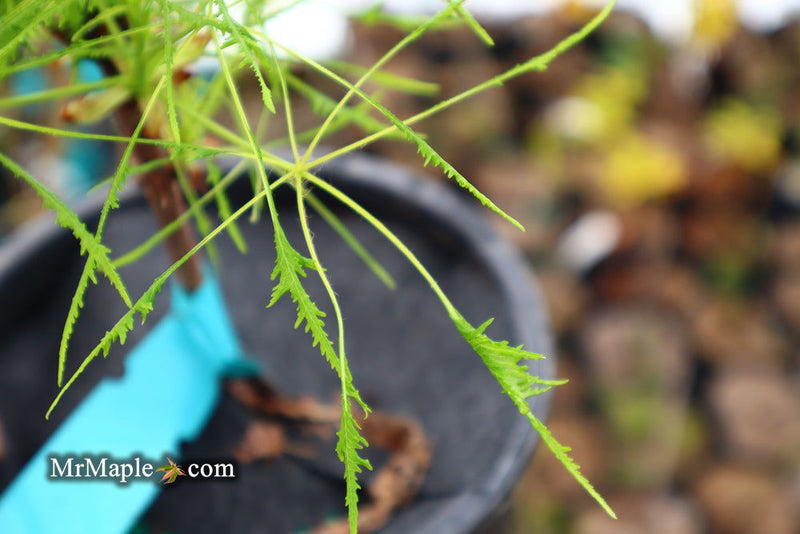 - Aesculus hippocastanum ‘Lacinata’ Laceleaf European Horse Chestnut - Mr Maple │ Buy Japanese Maple Trees