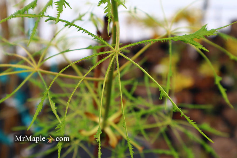 - Aesculus hippocastanum ‘Lacinata’ Laceleaf European Horse Chestnut - Mr Maple │ Buy Japanese Maple Trees