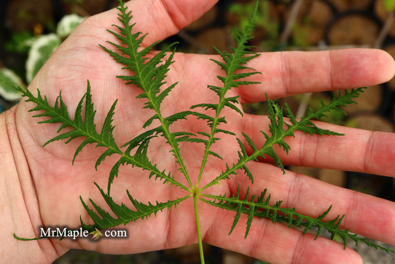 - Aesculus hippocastanum ‘Lacinata’ Laceleaf European Horse Chestnut - Mr Maple │ Buy Japanese Maple Trees