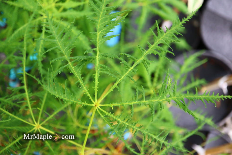 - Aesculus hippocastanum ‘Lacinata’ Laceleaf European Horse Chestnut - Mr Maple │ Buy Japanese Maple Trees