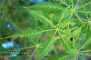 - Aesculus hippocastanum ‘Lacinata’ Laceleaf European Horse Chestnut - Mr Maple │ Buy Japanese Maple Trees