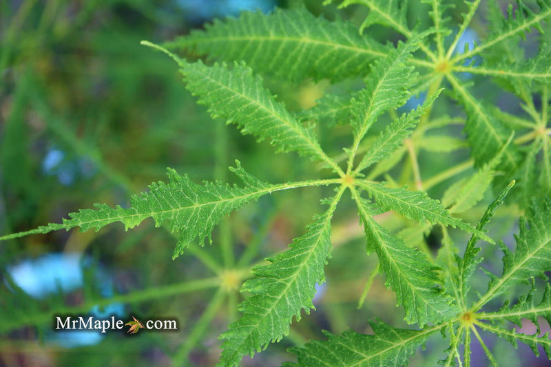 - Aesculus hippocastanum ‘Lacinata’ Laceleaf European Horse Chestnut - Mr Maple │ Buy Japanese Maple Trees