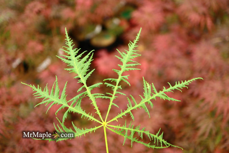 - Aesculus hippocastanum ‘Lacinata’ Laceleaf European Horse Chestnut - Mr Maple │ Buy Japanese Maple Trees