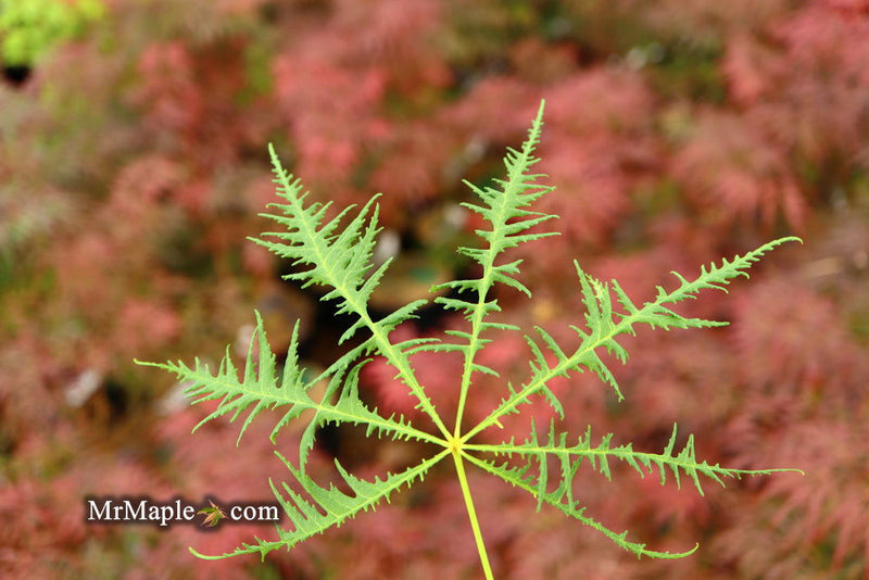 - Aesculus hippocastanum ‘Lacinata’ Laceleaf European Horse Chestnut - Mr Maple │ Buy Japanese Maple Trees