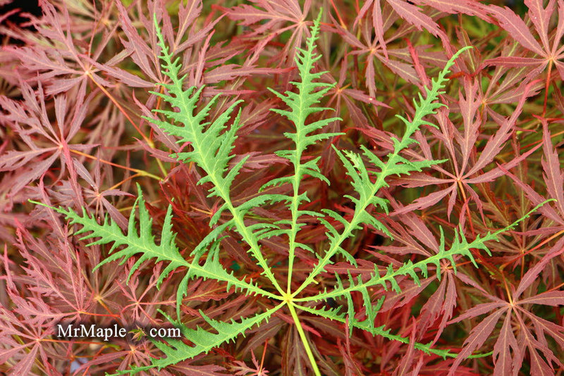 - Aesculus hippocastanum ‘Lacinata’ Laceleaf European Horse Chestnut - Mr Maple │ Buy Japanese Maple Trees