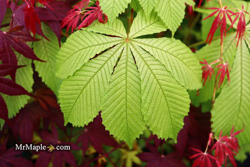 - Aesculus hippocastanum 'Memmingeri' Reticulated Variegated European Horse Chestnut - Mr Maple │ Buy Japanese Maple Trees