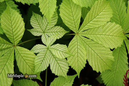 - Aesculus hippocastanum 'Memmingeri' Reticulated Variegated European Horse Chestnut - Mr Maple │ Buy Japanese Maple Trees