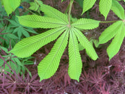 - Aesculus hippocastanum 'Memmingeri' Reticulated Variegated European Horse Chestnut - Mr Maple │ Buy Japanese Maple Trees