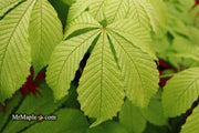 - Aesculus hippocastanum 'Memmingeri' Reticulated Variegated European Horse Chestnut - Mr Maple │ Buy Japanese Maple Trees