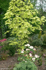 - Aesculus hippocastanum 'Memmingeri' Reticulated Variegated European Horse Chestnut - Mr Maple │ Buy Japanese Maple Trees