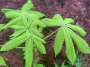 - Aesculus hippocastanum 'Memmingeri' Reticulated Variegated European Horse Chestnut - Mr Maple │ Buy Japanese Maple Trees