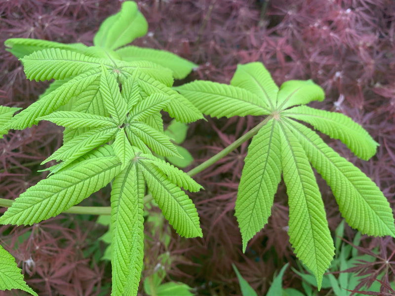 - Aesculus hippocastanum 'Memmingeri' Reticulated Variegated European Horse Chestnut - Mr Maple │ Buy Japanese Maple Trees