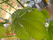 - Aesculus hippocastanum 'Memmingeri' Reticulated Variegated European Horse Chestnut - Mr Maple │ Buy Japanese Maple Trees