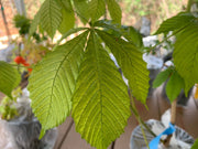 - Aesculus hippocastanum 'Memmingeri' Reticulated Variegated European Horse Chestnut - Mr Maple │ Buy Japanese Maple Trees