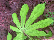 - Aesculus hippocastanum 'Memmingeri' Reticulated Variegated European Horse Chestnut - Mr Maple │ Buy Japanese Maple Trees