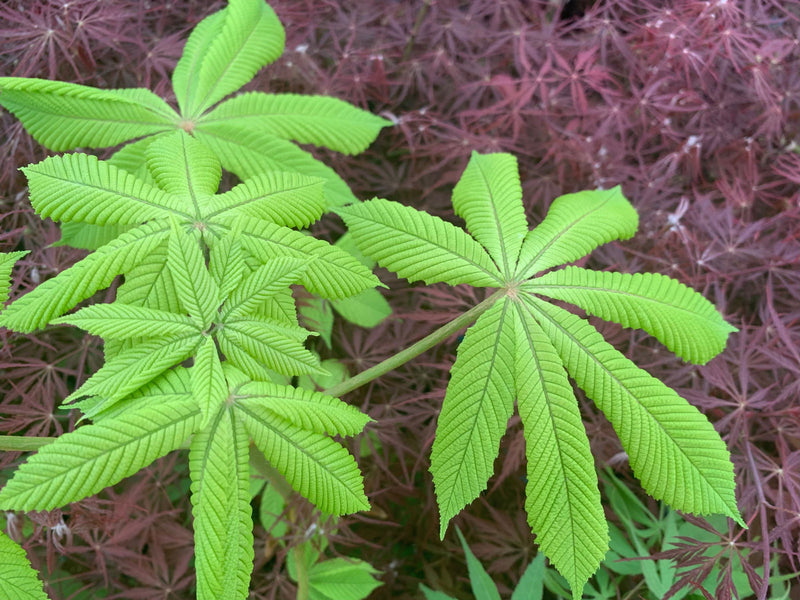 - Aesculus hippocastanum 'Memmingeri' Reticulated Variegated European Horse Chestnut - Mr Maple │ Buy Japanese Maple Trees